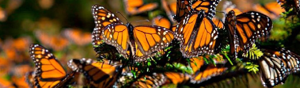 minoxidil%20michoacán 80